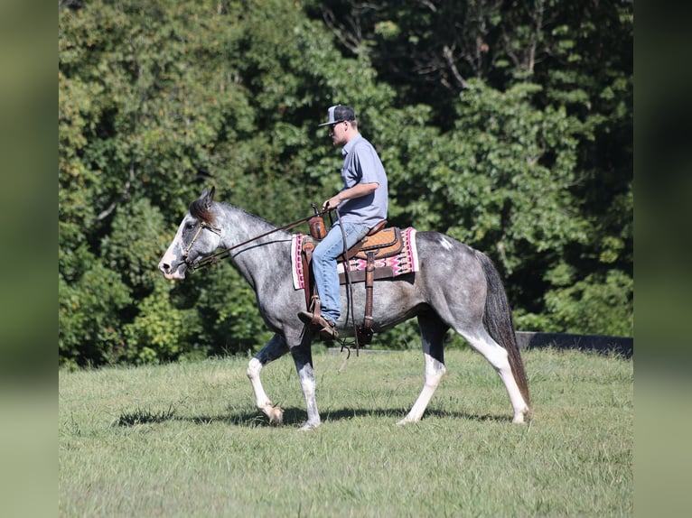 Kentucky Mountain Saddle Horse Stute 12 Jahre 152 cm Roan-Blue in Parkers Lake KY