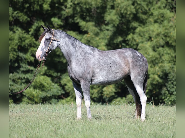 Kentucky Mountain Saddle Horse Stute 12 Jahre 152 cm Roan-Blue in Parkers Lake KY