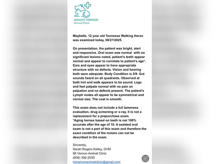 Kentucky Mountain Saddle Horse Stute 13 Jahre 152 cm Roan-Blue in Parkers Lake KY