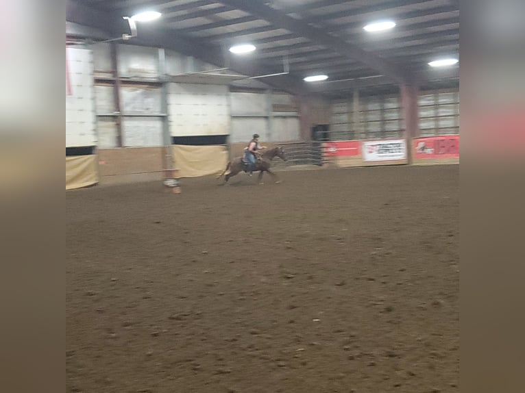 Kentucky Mountain Saddle Horse Mix Stute 14 Jahre 142 cm Brauner in Baltimore