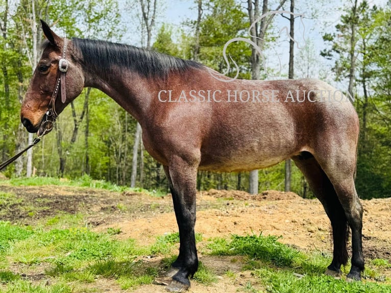 Kentucky Mountain Saddle Horse Stute 14 Jahre 142 cm Rotbrauner in Parkers Lake, KY