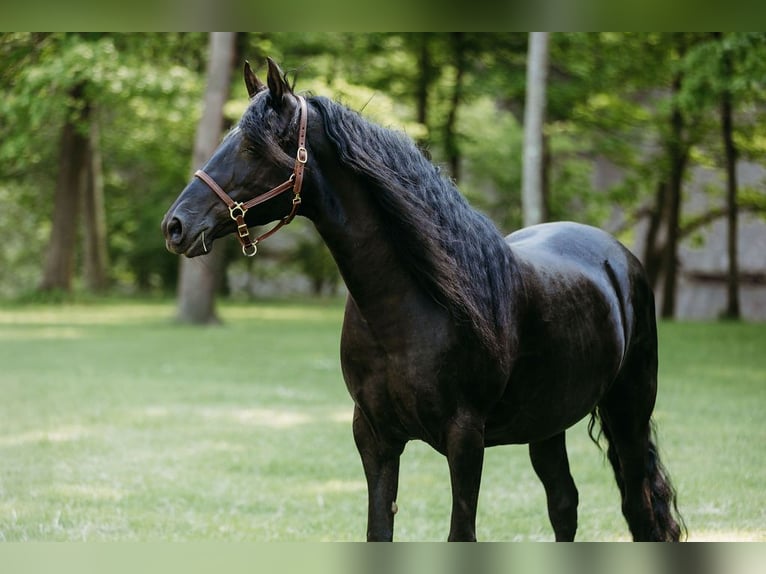 Kentucky Mountain Saddle Horse Stute 14 Jahre 157 cm Rappe in Orwell, OH