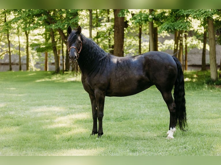 Kentucky Mountain Saddle Horse Stute 14 Jahre 157 cm Rappe in Orwell, OH