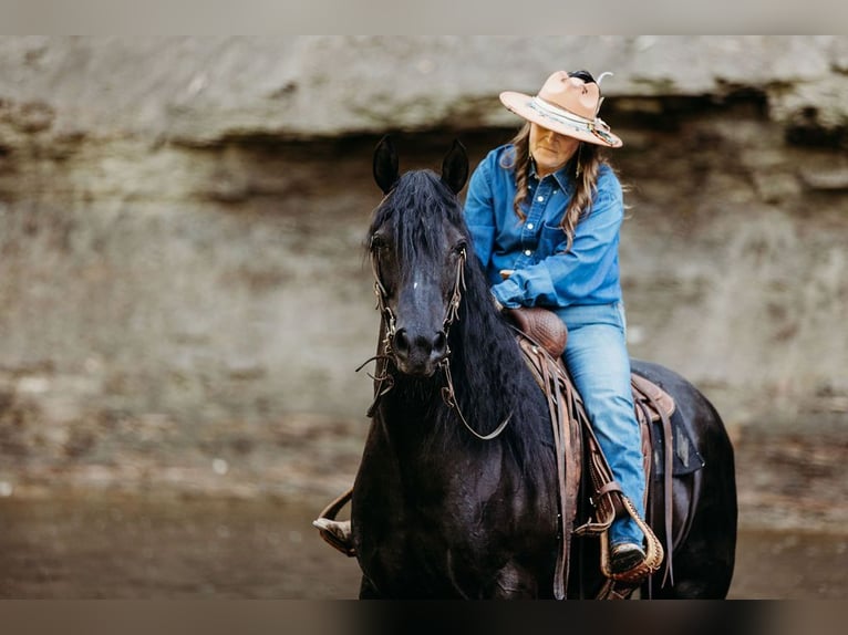 Kentucky Mountain Saddle Horse Stute 14 Jahre 157 cm Rappe in Orwell, OH