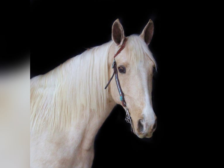 Kentucky Mountain Saddle Horse Stute 14 Jahre Palomino in Whitley City, KY