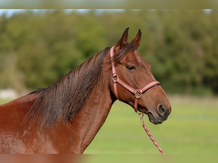 Kentucky Mountain Saddle Horse Stute 15 Jahre 155 cm Brauner in Linde