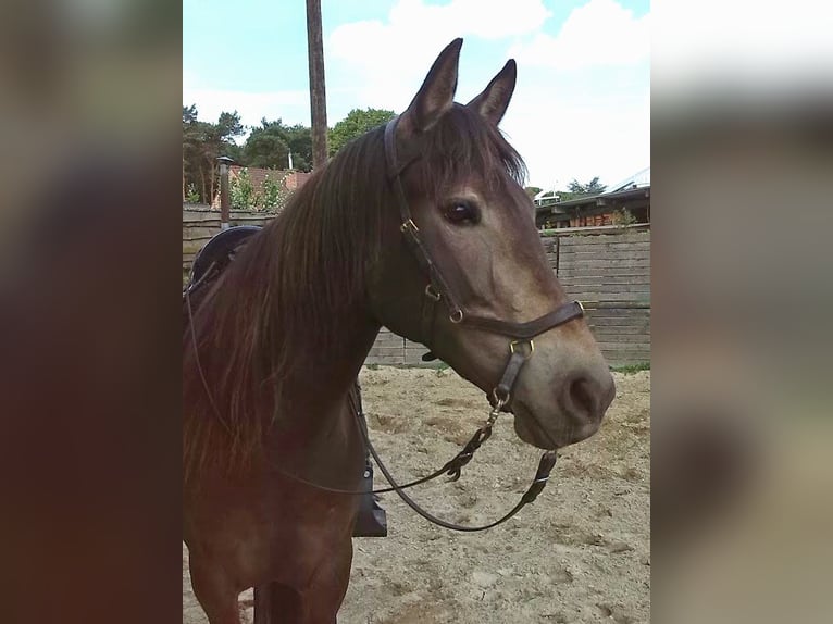 Kentucky Mountain Saddle Horse Stute 16 Jahre 152 cm Buckskin in Milsbeek