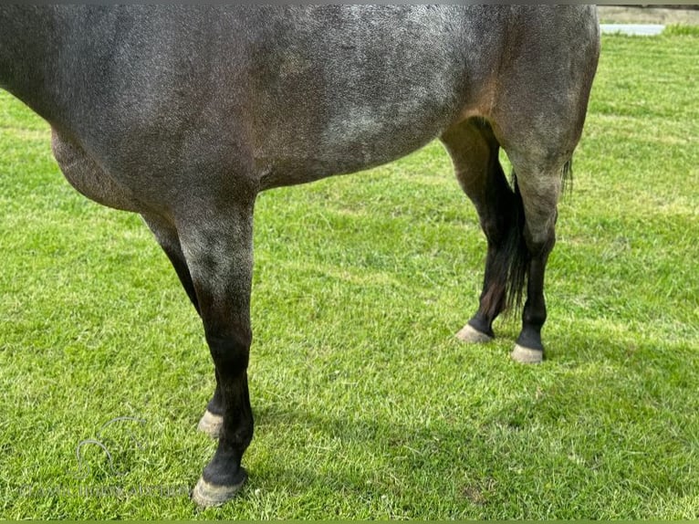 Kentucky Mountain Saddle Horse Stute 4 Jahre 142 cm Roan-Blue in Lawrenceburg, KY