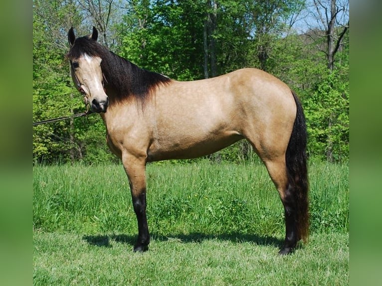 Kentucky Mountain Saddle Horse Stute 5 Jahre 142 cm Buckskin in Moody