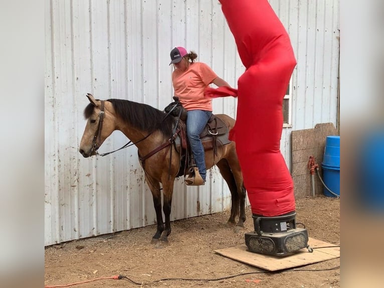 Kentucky Mountain Saddle Horse Stute 5 Jahre 142 cm Buckskin in Moody