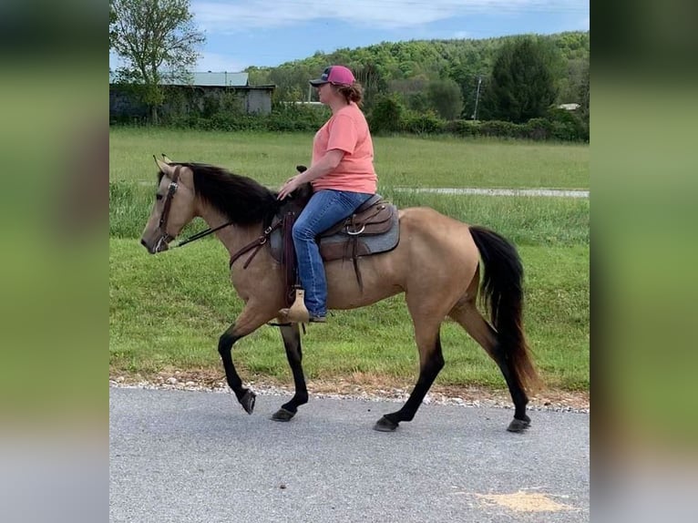 Kentucky Mountain Saddle Horse Stute 5 Jahre 142 cm Buckskin in Moody