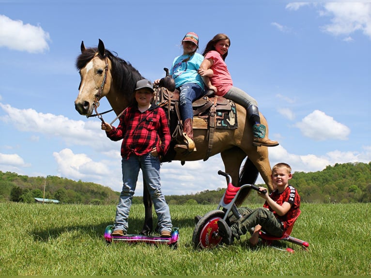Kentucky Mountain Saddle Horse Stute 5 Jahre 142 cm Buckskin in Moody