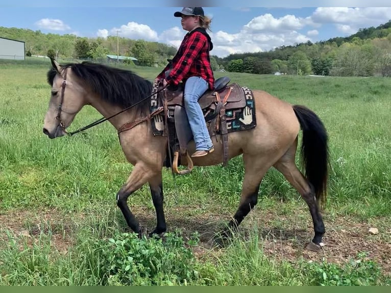 Kentucky Mountain Saddle Horse Stute 5 Jahre 142 cm Buckskin in Moody