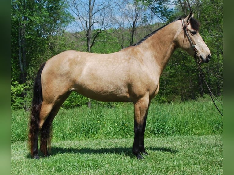 Kentucky Mountain Saddle Horse Stute 5 Jahre 142 cm Buckskin in Moody