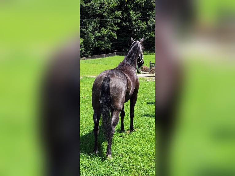 Kentucky Mountain Saddle Horse Stute 7 Jahre 150 cm Schimmel in West Liberty KY