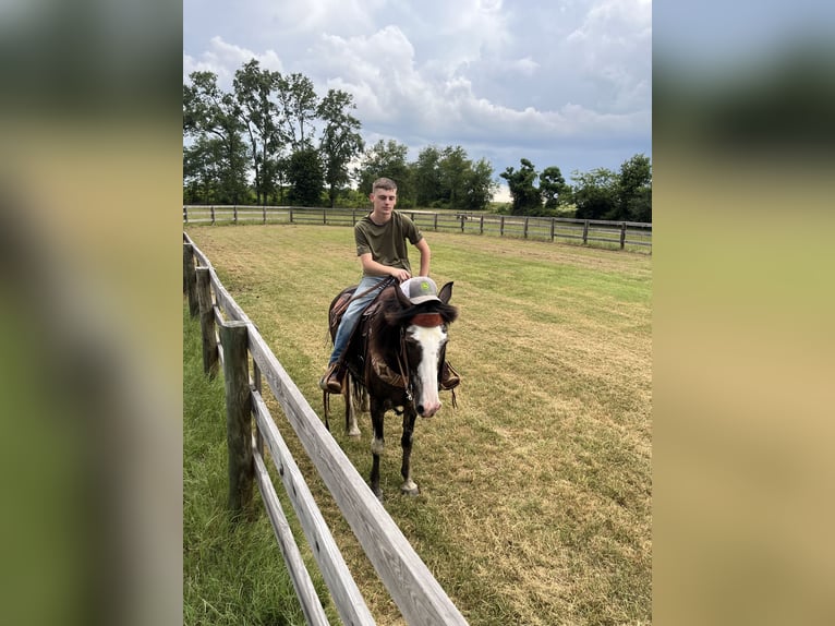 Kentucky Mountain Saddle Horse Stute 8 Jahre 152 cm Schecke in Warrenton