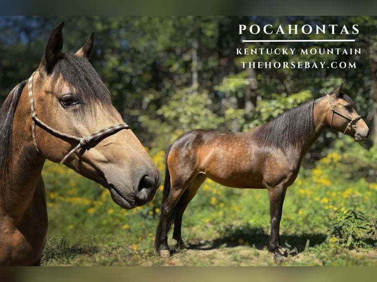 Kentucky Mountain Saddle Horse Stute 8 Jahre Buckskin in Jeffersonville, KY