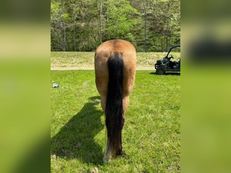 Kentucky Mountain Saddle Horse Stute 9 Jahre 152 cm Buckskin in West Liberty, KY