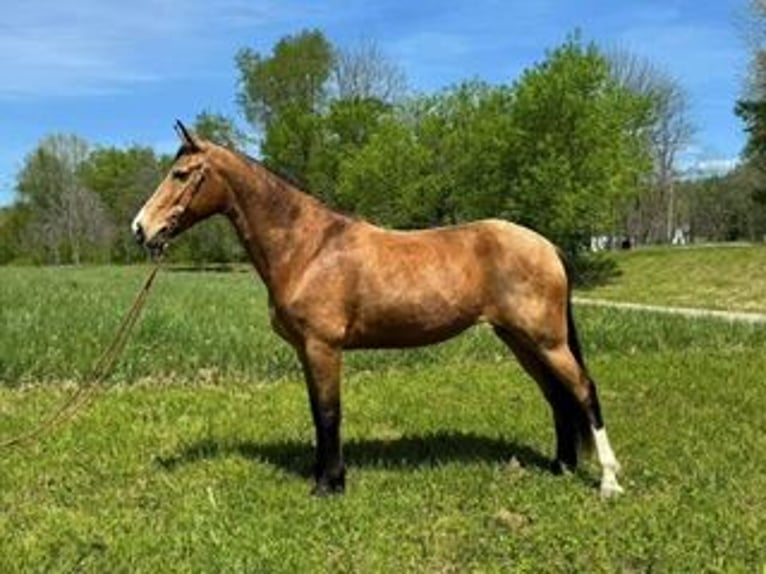 Kentucky Mountain Saddle Horse Stute 9 Jahre 152 cm Buckskin in West Liberty, KY
