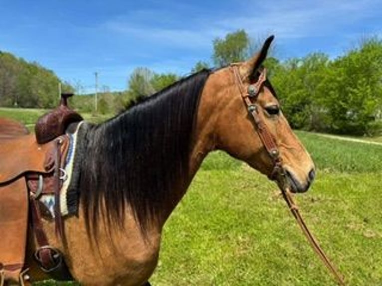 Kentucky Mountain Saddle Horse Stute 9 Jahre 152 cm Buckskin in West Liberty, KY