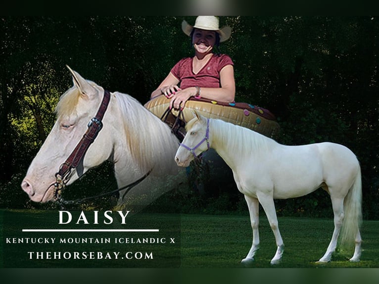 Kentucky Mountain Saddle Horse Stute 9 Jahre 152 cm Perlino in Wellington, KY