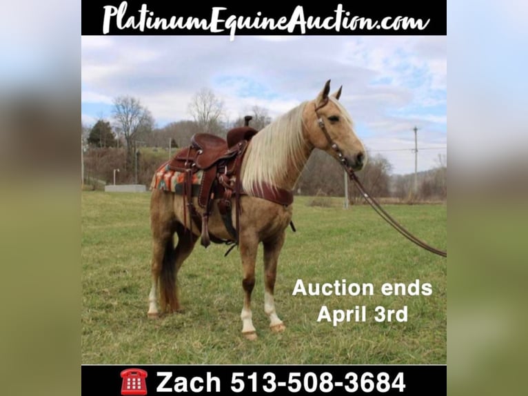 Kentucky Mountain Saddle Horse Valack 10 år 137 cm Palomino in Salyersville KY