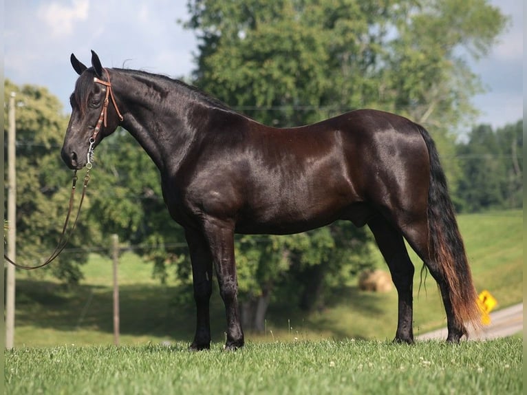 Kentucky Mountain Saddle Horse Valack 10 år 155 cm Svart in Parkers Lake Ky