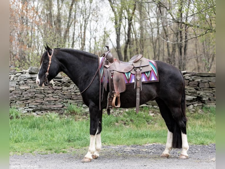 Kentucky Mountain Saddle Horse Valack 11 år 145 cm Svart in Everett PA