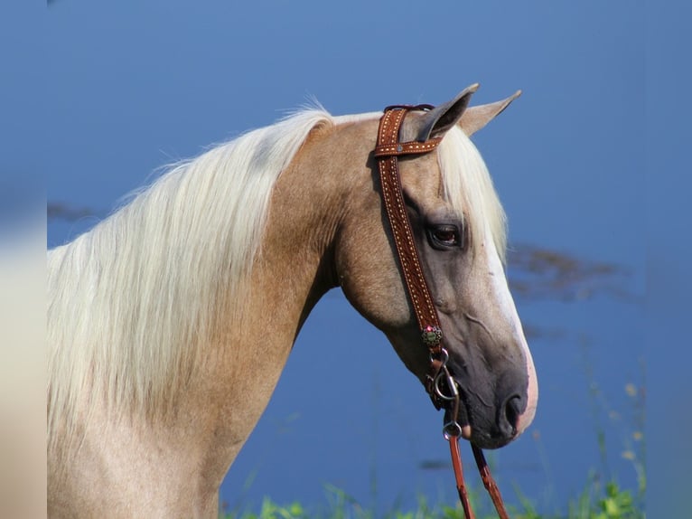 Kentucky Mountain Saddle Horse Valack 13 år 152 cm Palomino in Whitley City Ky