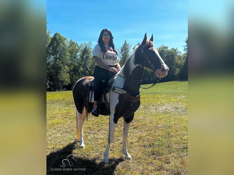 Kentucky Mountain Saddle Horse Valack 13 år 152 cm Tobiano-skäck-alla-färger in Whitley City, KY