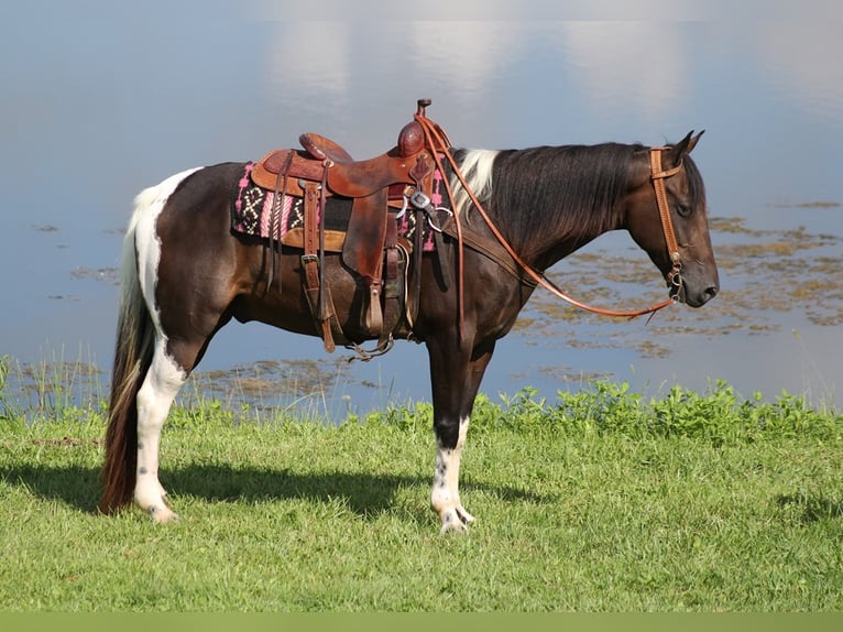 Kentucky Mountain Saddle Horse Valack 14 år 152 cm Tobiano-skäck-alla-färger in Whitley City