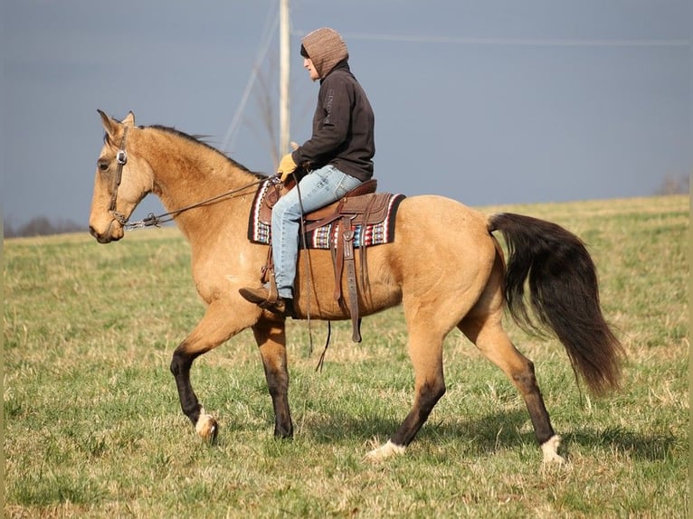 Kentucky Mountain Saddle Horse Valack 15 år 163 cm Gulbrun in Whitley City KY
