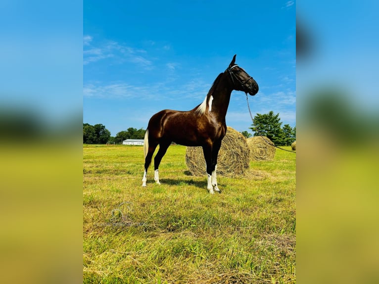 Kentucky Mountain Saddle Horse Valack 2 år 152 cm Tobiano-skäck-alla-färger in Breeding, KY