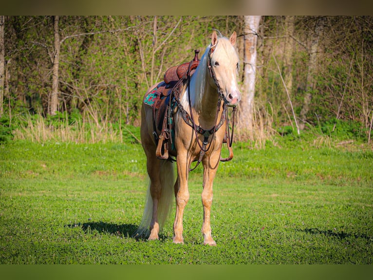 Kentucky Mountain Saddle Horse Valack 4 år 150 cm Palomino in Flemingsburg KY