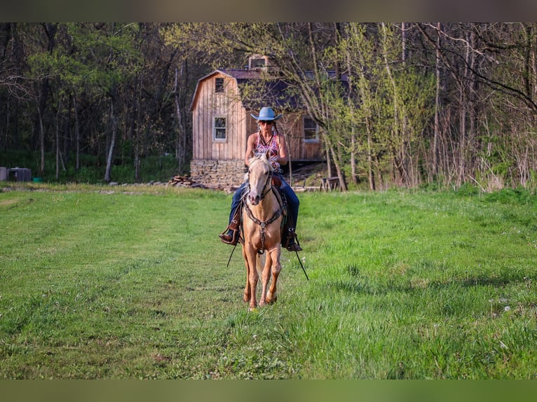 Kentucky Mountain Saddle Horse Valack 4 år 150 cm Palomino in Flemingsburg KY