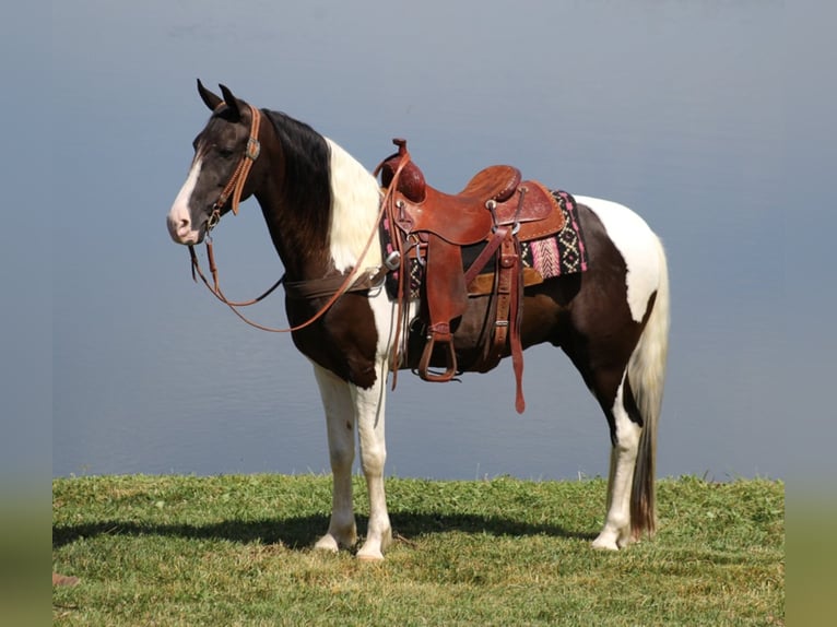 Kentucky Mountain Saddle Horse Valack 5 år Tobiano-skäck-alla-färger in wHITLEY cITY kY