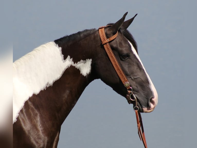 Kentucky Mountain Saddle Horse Valack 5 år Tobiano-skäck-alla-färger in wHITLEY cITY kY