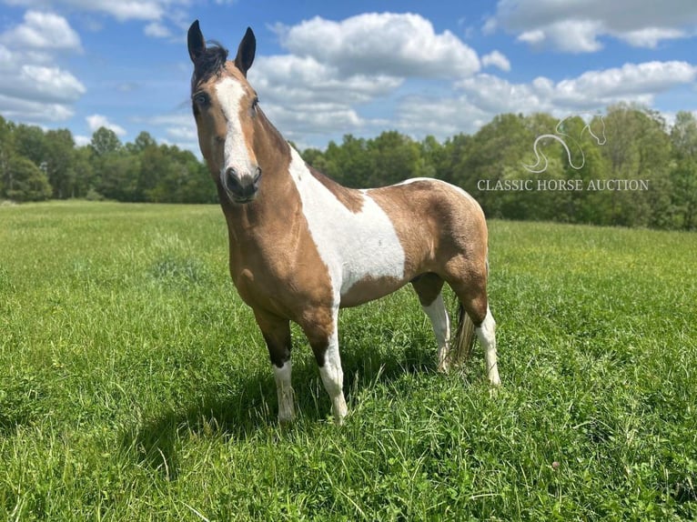 Kentucky Mountain Saddle Horse Valack 6 år 152 cm Gulbrun in Whitley City, KY