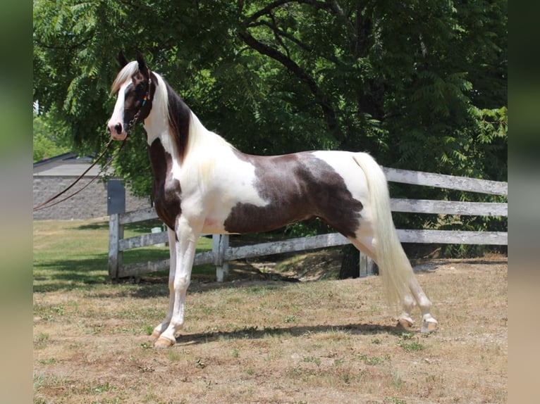 Kentucky Mountain Saddle Horse Valack 6 år 160 cm Tobiano-skäck-alla-färger in Mount Vernon Ky