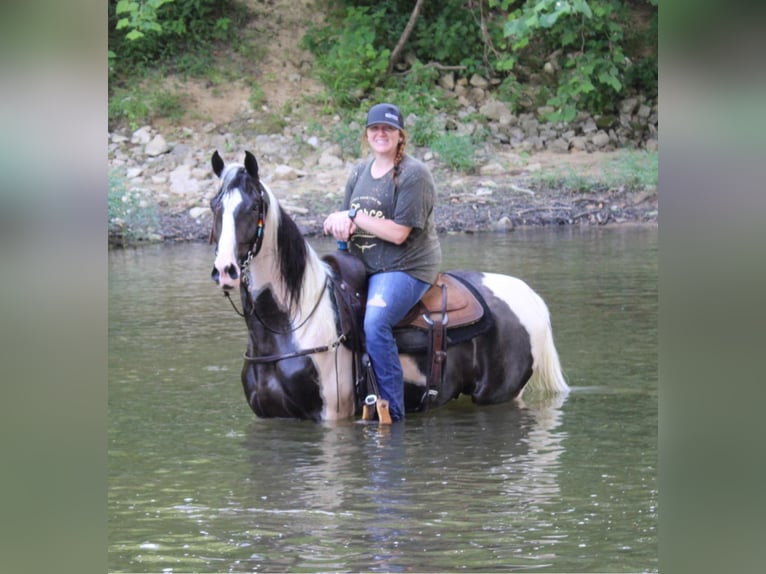 Kentucky Mountain Saddle Horse Valack 6 år 160 cm Tobiano-skäck-alla-färger in Mount Vernon Ky