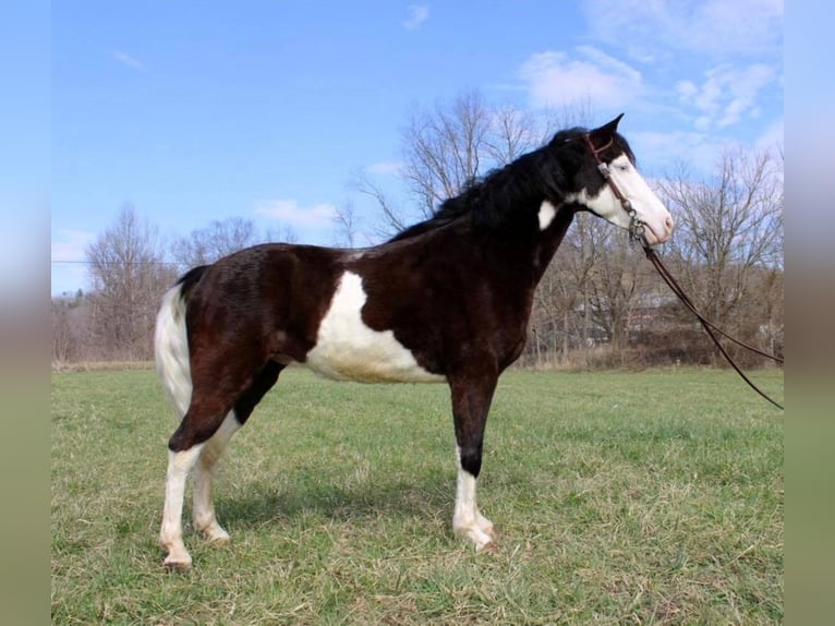 Kentucky Mountain Saddle Horse Valack 9 år 147 cm Tobiano-skäck-alla-färger in salyersville KY