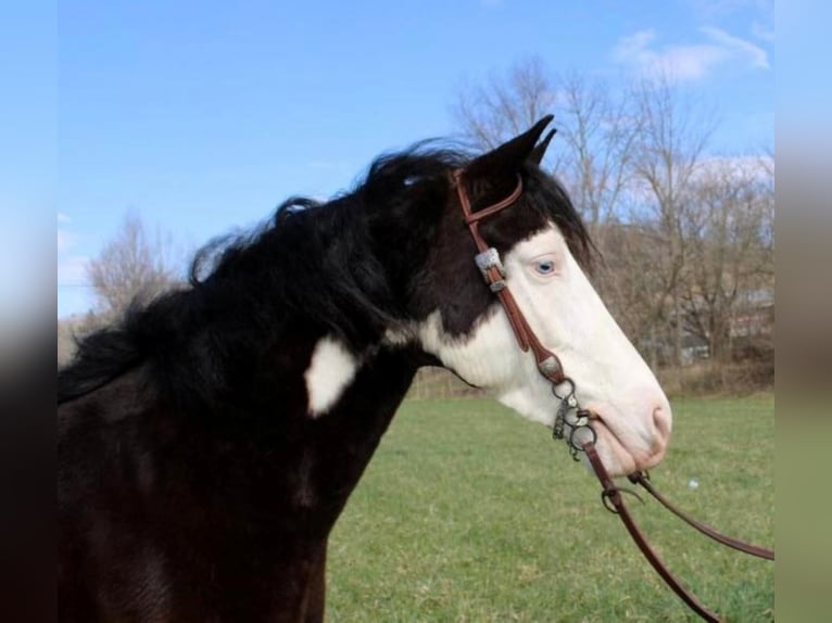 Kentucky Mountain Saddle Horse Valack 9 år 147 cm Tobiano-skäck-alla-färger in salyersville KY