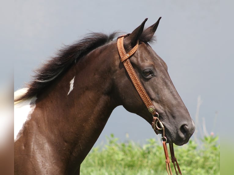 Kentucky Mountain Saddle Horse Valack 9 år 152 cm Tobiano-skäck-alla-färger in Whitley City