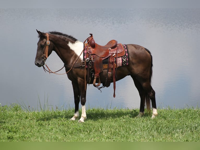 Kentucky Mountain Saddle Horse Valack 9 år 152 cm Tobiano-skäck-alla-färger in Whitley City