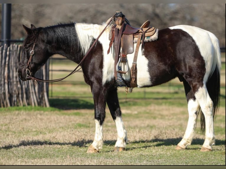 Kentucky Mountain Saddle Horse Wałach 10 lat 163 cm Srokata in Warrenton