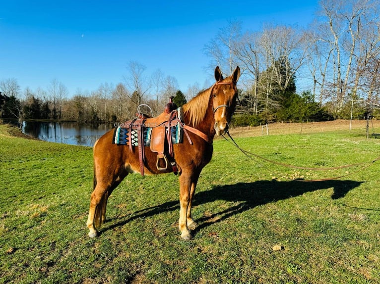 Kentucky Mountain Saddle Horse Wałach 11 lat 152 cm in Breeding, KY