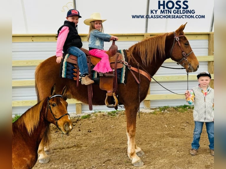 Kentucky Mountain Saddle Horse Wałach 11 lat 152 cm in Breeding, KY
