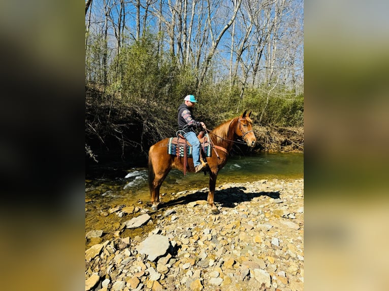 Kentucky Mountain Saddle Horse Wałach 11 lat 152 cm in Breeding, KY