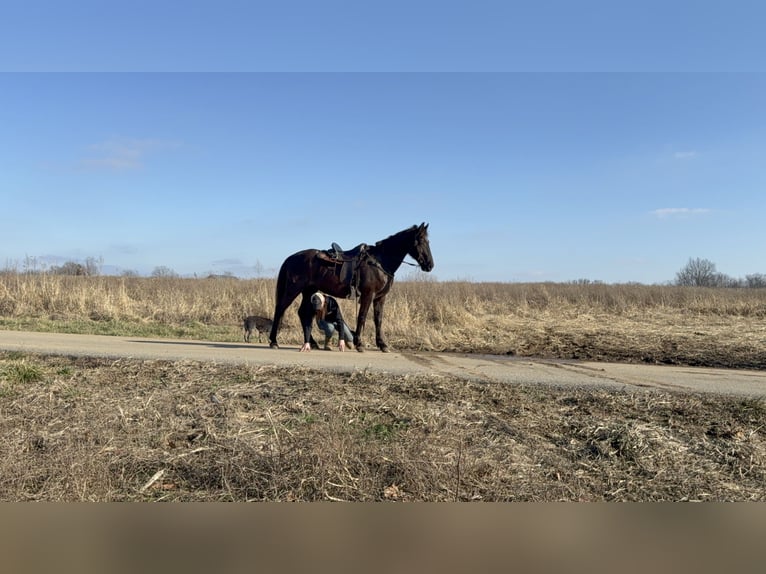 Kentucky Mountain Saddle Horse Wałach 14 lat 152 cm Kara in Moscow
