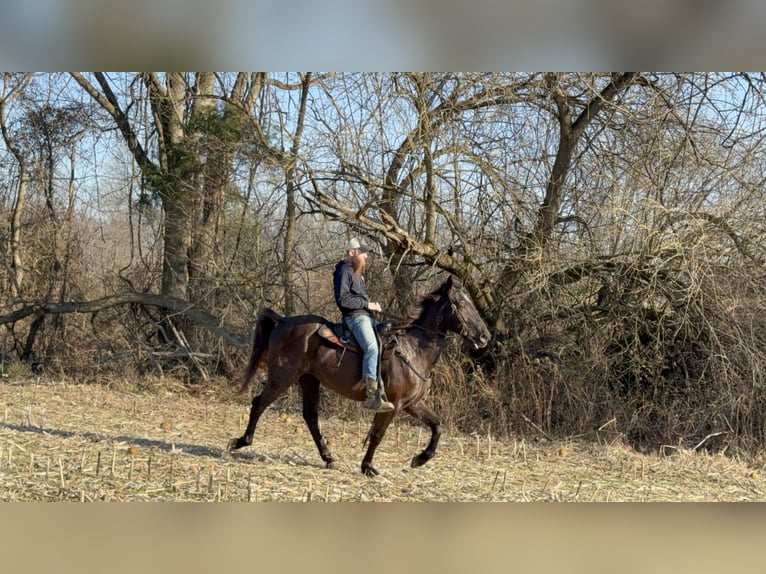 Kentucky Mountain Saddle Horse Wałach 14 lat 152 cm Kara in Moscow